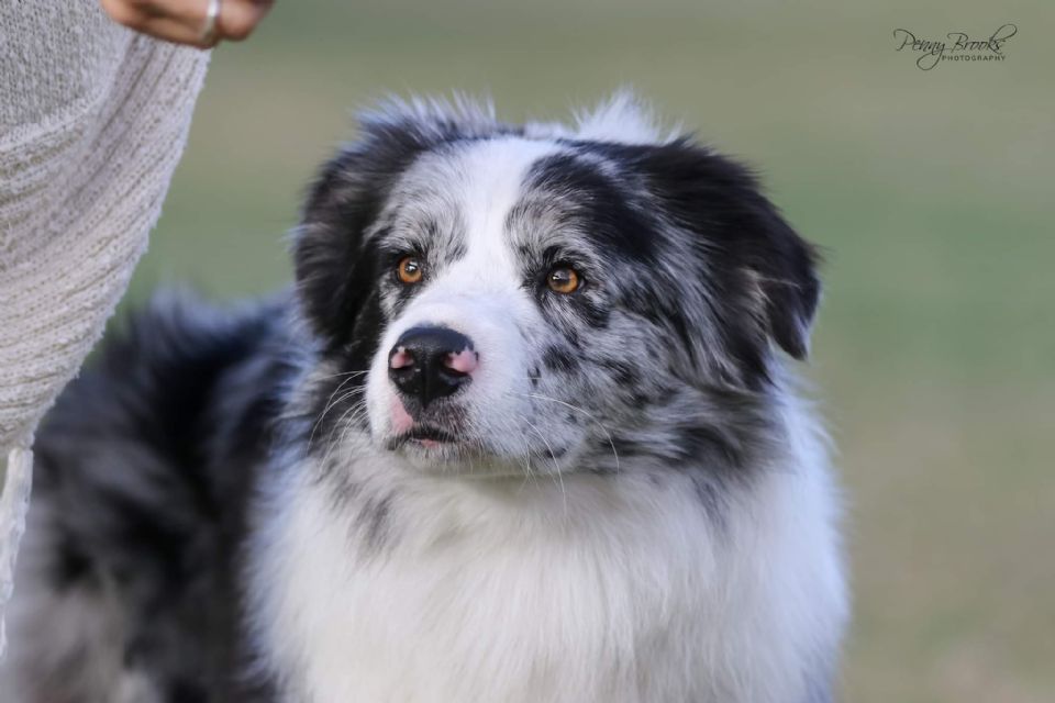 Stonehaven Border Collies