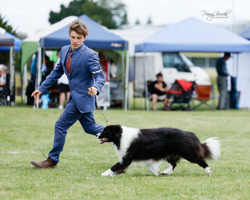 Stonehaven Border Collies